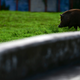 A feral Vietnamese pot-bellied pig spotted in San Juan, Puerto Rico.